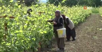 Tokat’tın üzümören kasabasının meşhur yaprağı 450 liradan satılmasına rağmen üreticiler