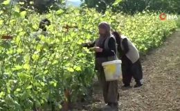 450 liradan satılmasına rağmen taleplere yetişilemiyor