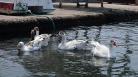 Bandırma sahilinde görülen kazları düzenli olarak besleyen “Dede” lakaplı Balıkçı