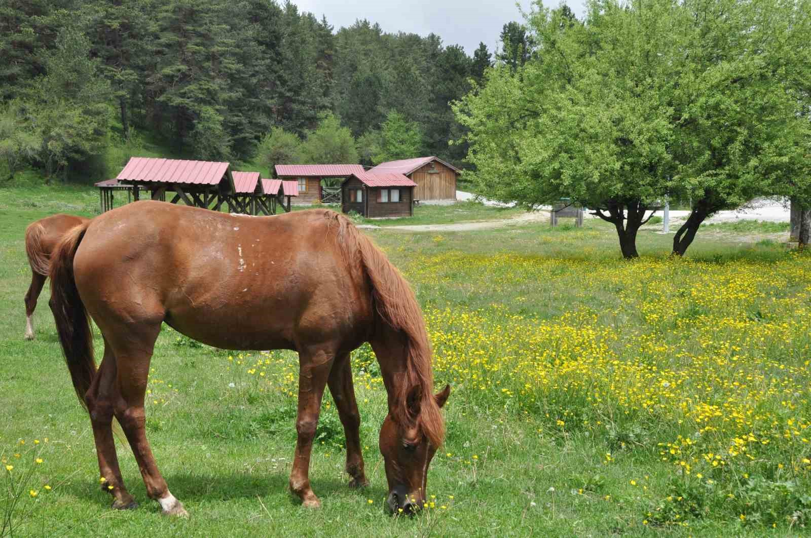 BOLU'NUN DOĞA HARİKASI ABANT GÖLÜ MİLLİ PARKI YAĞMURLARIN ARDINDAN RENGARENK