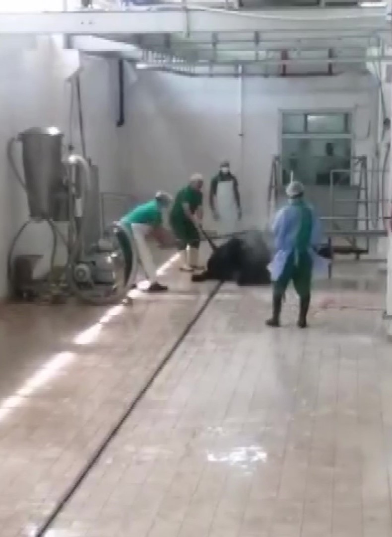 ADANA’DA ET VE SÜT KURUMU’NA KESİME GETİRİLEN BÜYÜKBAŞ BİR HAYVANIN