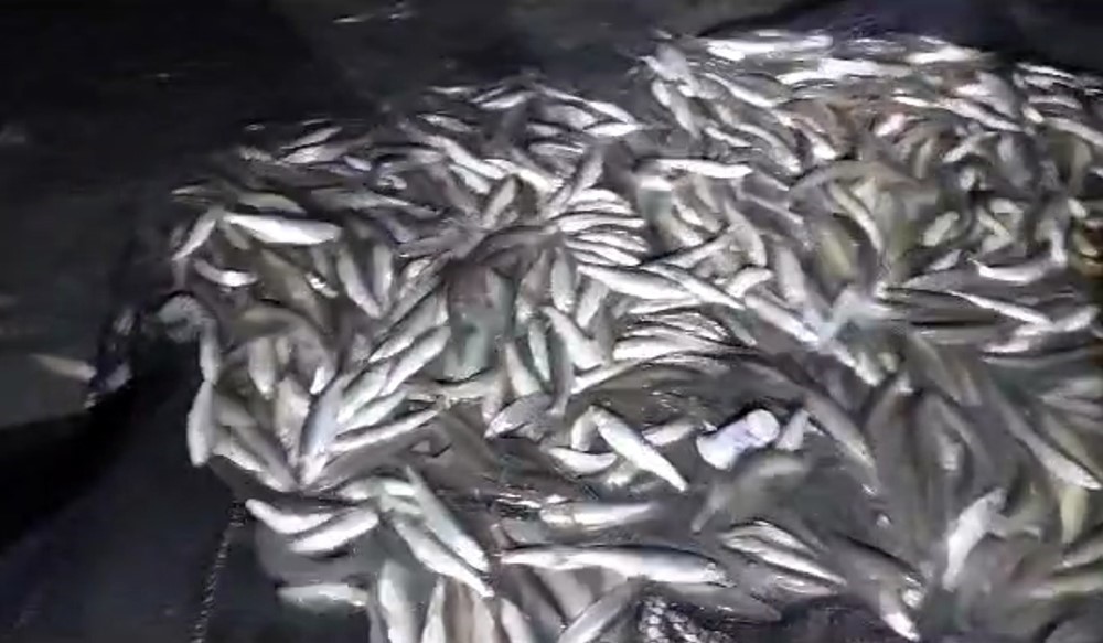 AĞA TAKILI HALDE ELE GEÇİRİLEN 2 TON İNCİ KEFALİ KURTARILDI.