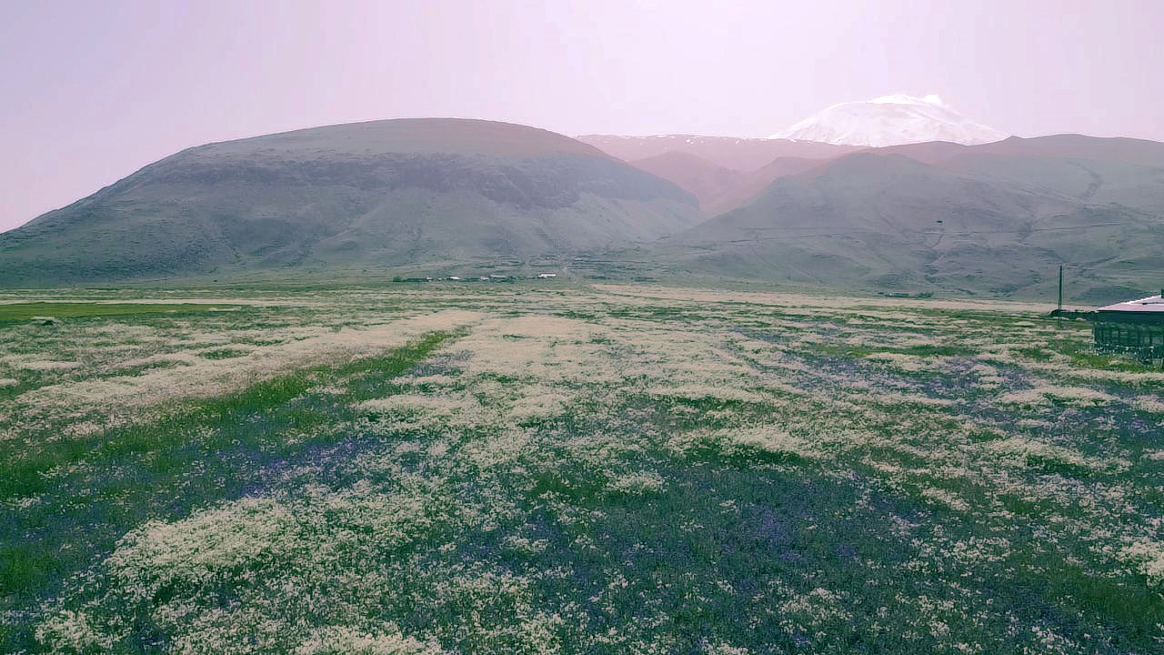 AĞRI DAĞI ETEKLERİ MOR VE BEYAZA BÜRÜNDÜ