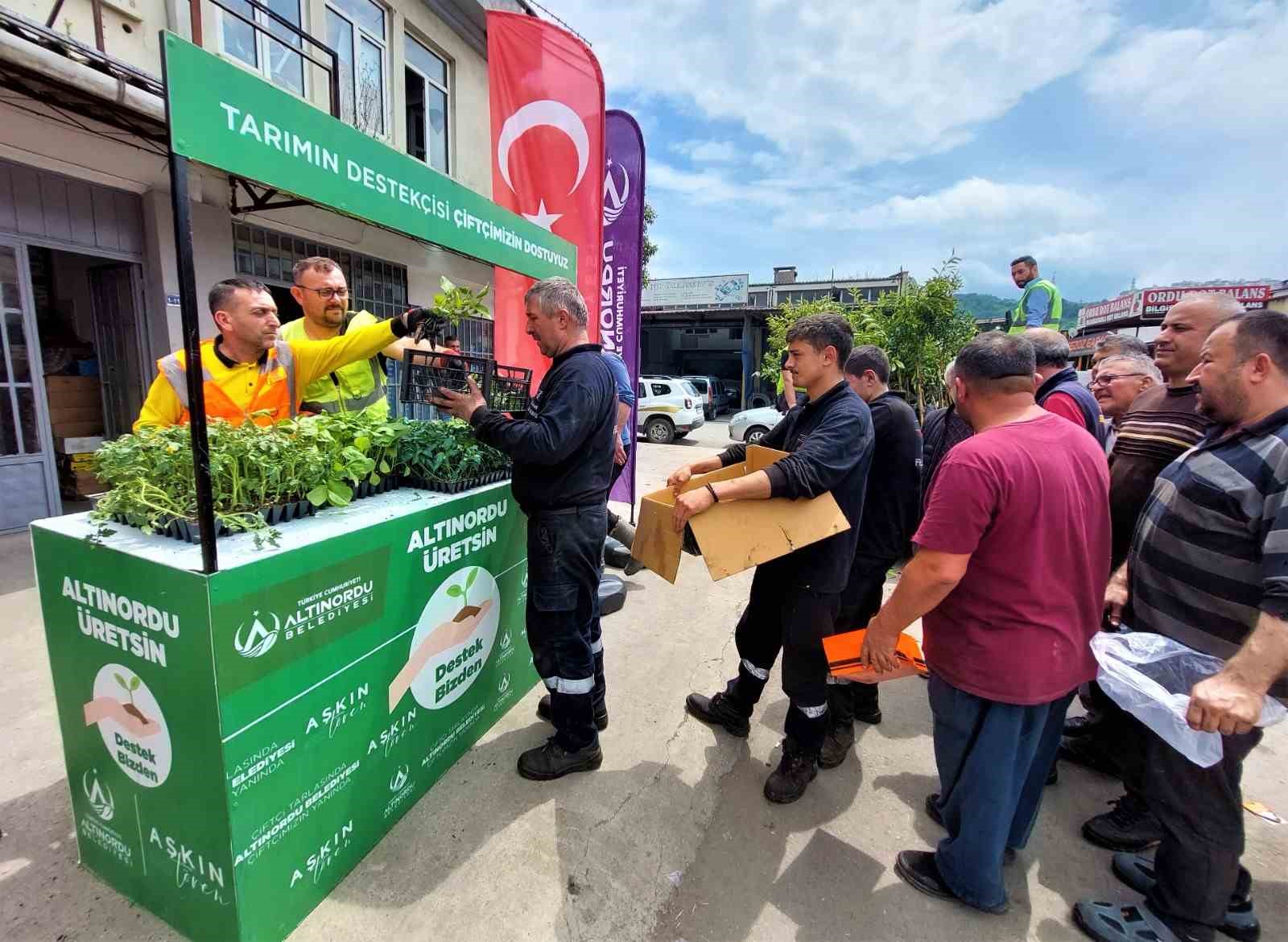 ORDU’NUN ALTINORDU BELEDİYESİ TARAFINDAN ÇİFTÇİLERE VERİLEN FİDE DESTEĞİ SÜRÜYOR.