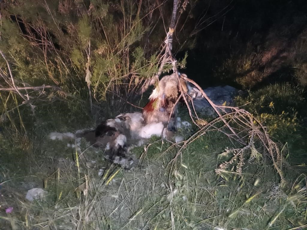 ANKARA'NIN YENİMAHALLE İLÇESİNDE 17 KÖPEK AĞACA ASILMIŞ ŞEKİLDE BULUNDU. KÖPEKLERDEN