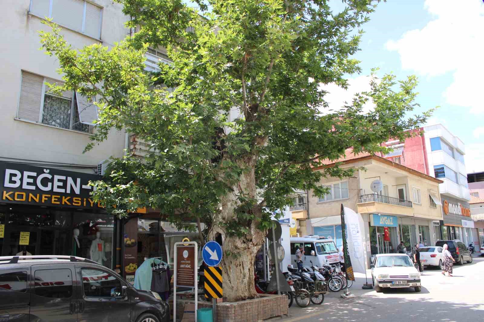 AYDIN’IN KÖŞK İLÇESİNDE YUNAN ZULMÜNÜN İZLERİNİ TAŞIYAN 500 YAŞINDAKİ ÇINAR