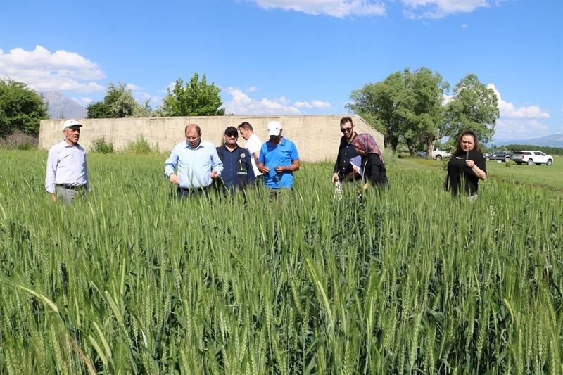 ERZİNCAN'DA BUĞDAY HASAT SEZONUNA YAKLAŞILIRKEN BUĞDAY EKİM SAHALARINDA YAŞANAN VERİMLİLİK