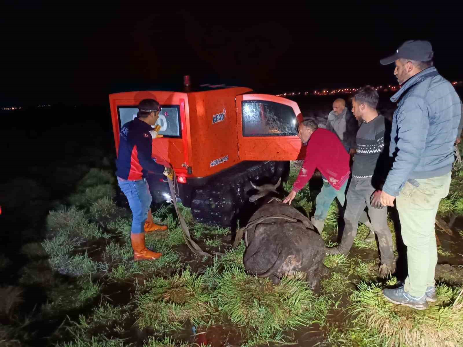 ARDAHAN'DA BATAKLIĞA SAPLANAN BÜYÜKBAŞ HAYVAN, AFAD VE JANDARMA EKİPLERİNCE KURTARILDI.