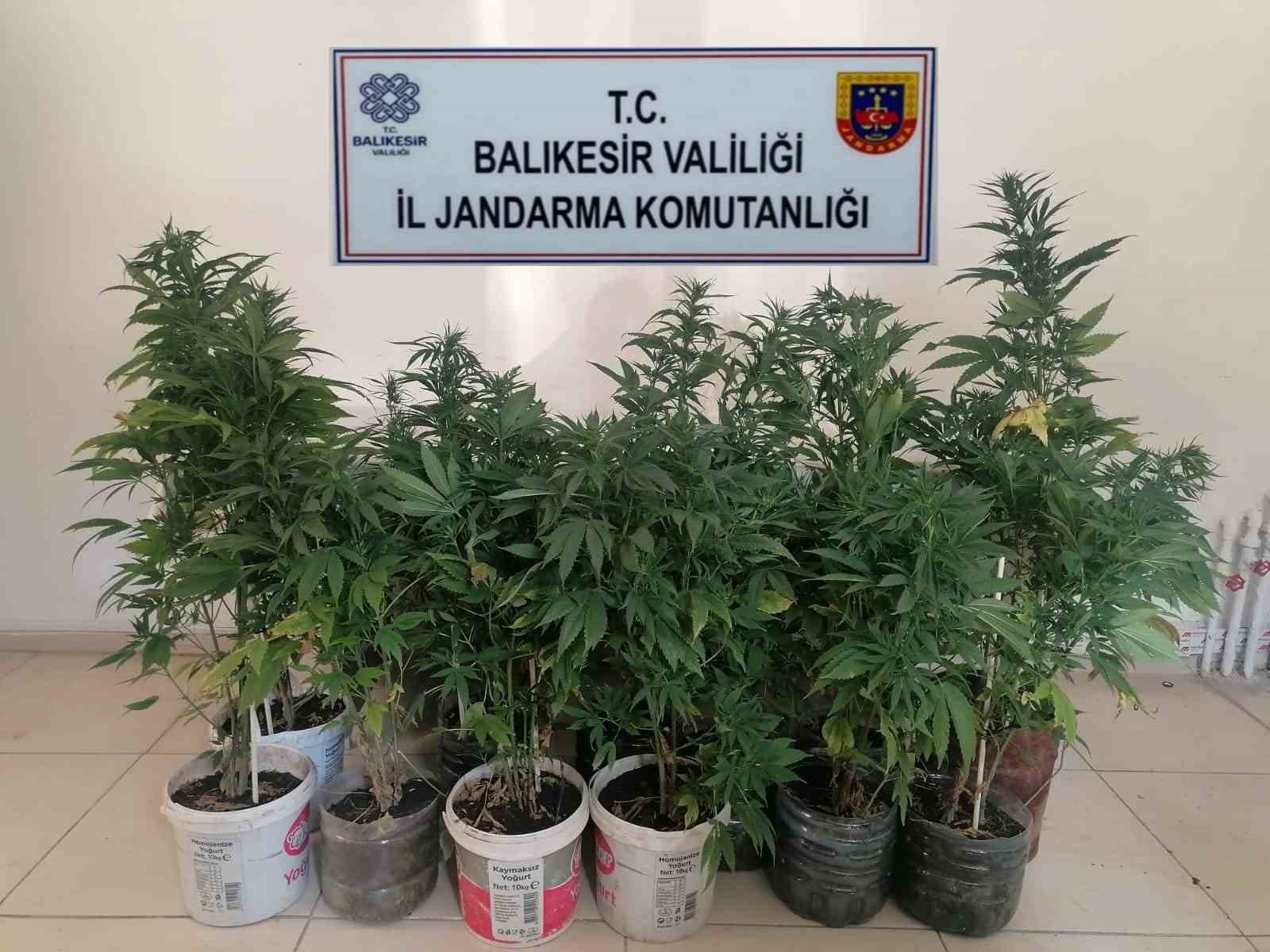 BİGADİÇ'TE KENEVİR ELE GEÇİRİLDİ.