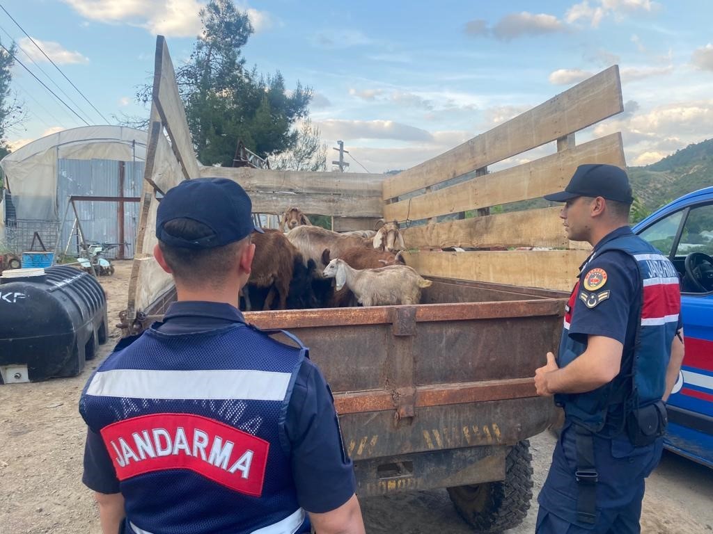 ORMANLIK ALANDA KAYBOLAN HAYVANLAR, JANDARMANIN BAŞARILI ÇALIŞMALARI SONUCU BULUNDU