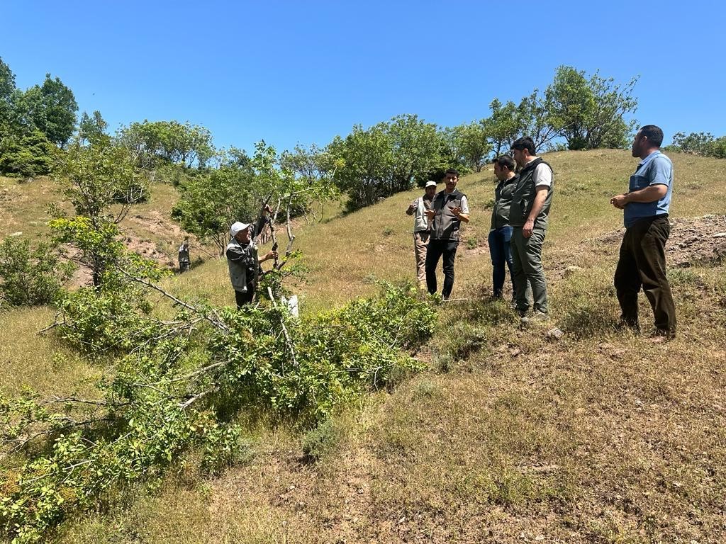 BİNGÖL ORMAN İŞLETME PERSONELLERİ, 2 BİN ADET MENENGİÇ AĞACINA FISTIK