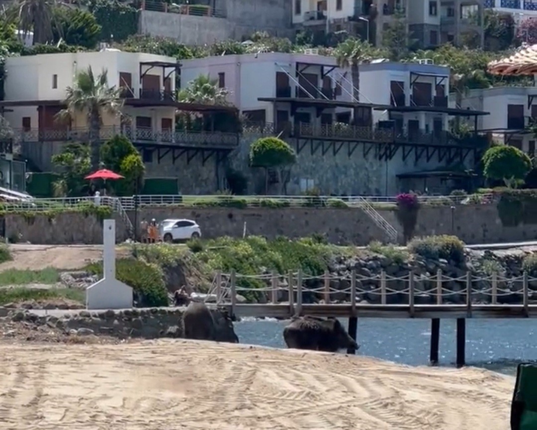MUĞLA'NIN BODRUM İLÇESİNDE HALK PLAJINA İNEN DOMUZLARI GÖREN VATANDAŞLAR ŞOK