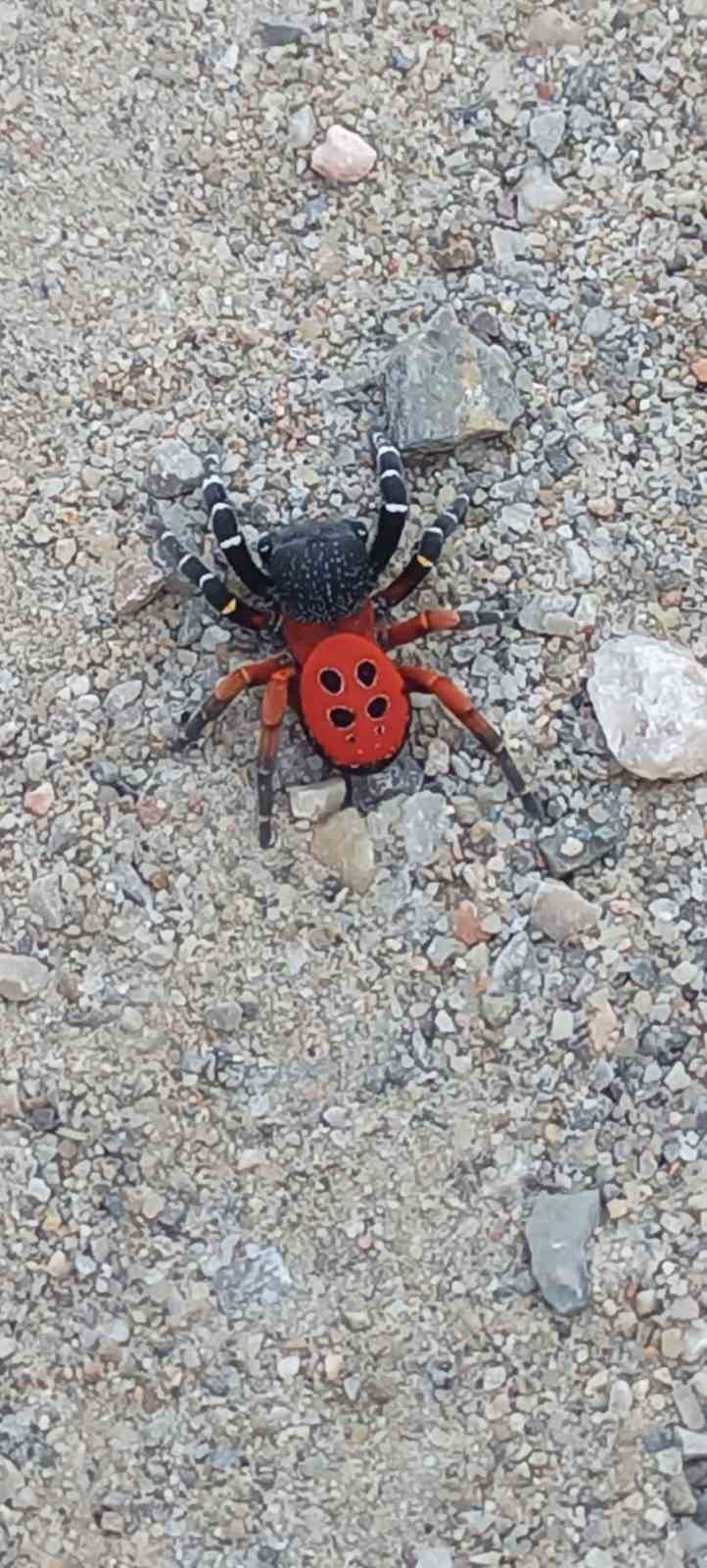 ZEHİRLİ UĞUR BÖCEĞİ ÖRÜMCEĞİ MANİSA’NIN TURGUTLU İLÇESİNDE GÖRÜLDÜ.