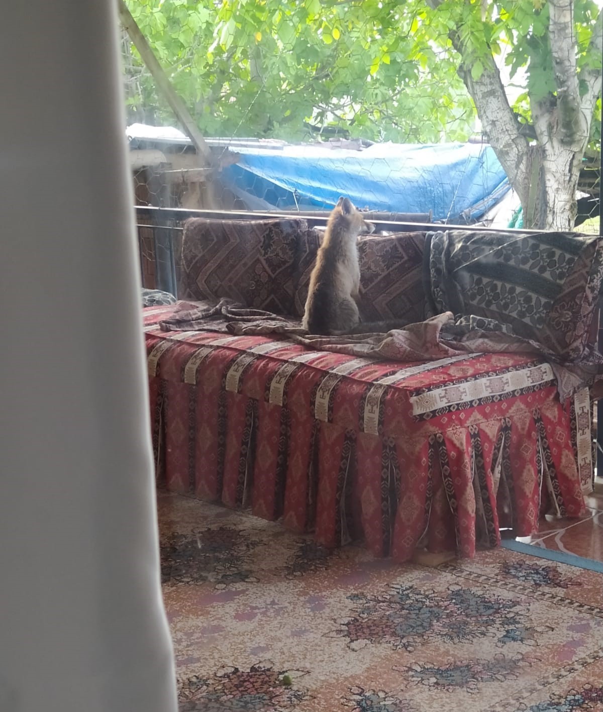 BURDUR'UN BUCAK İLÇESİNDE, YAVRU TİLKİ ŞEHİR MERKEZİNE İNDİ, SABAHA KADAR