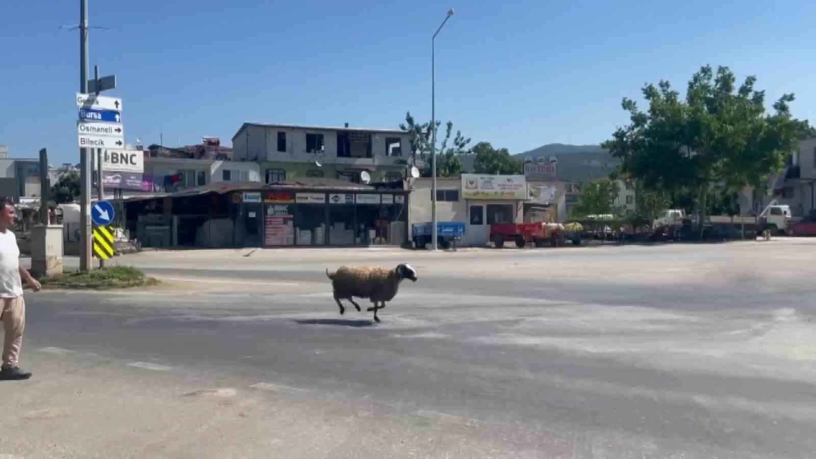 BURSA’NIN İZNİK İLÇESİNDE KURBANLIK KOÇ KESİLECEĞİ ANDA VATANDAŞLARIN ELLERİNDE KAÇTI.