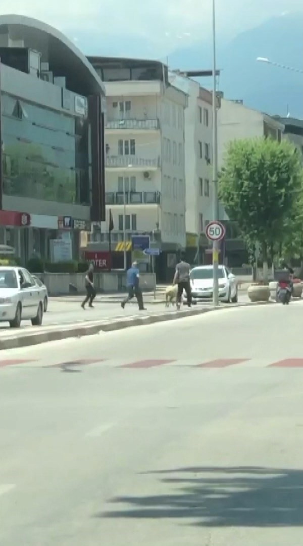 BURSA’NIN İNEGÖL İLÇESİNDE SAHİBİNDEN KAÇAN KURBANLIK KOYUN TRAFİĞİ BİRBİRİNE KATTI.