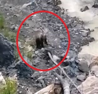 KASTAMONU’NUN KÜRE İLÇESİNDE ÇAYA İNEN AYILAR VATANDAŞLAR TARAFINDAN CEP TELEFONU