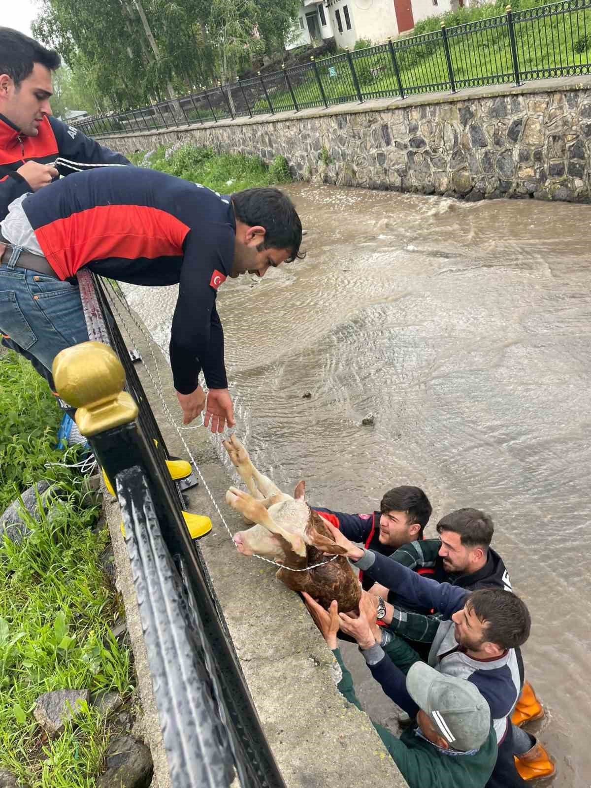 DEREYE DÜŞEN BUZAĞI İÇİN SEFERBER OLDULAR. (OLGUN YILDIZ/ARDAHAN-İHA)