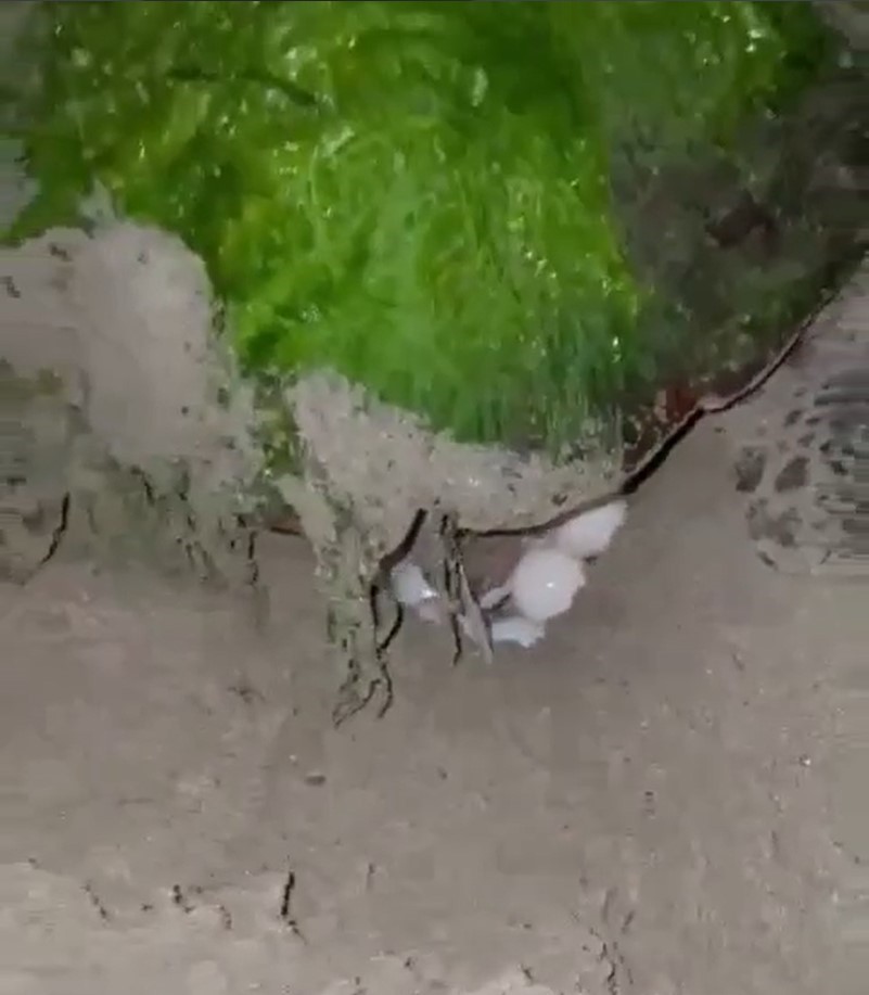 DİDİM “CARETTA CARETTA”LARIN YENİ YUVASI