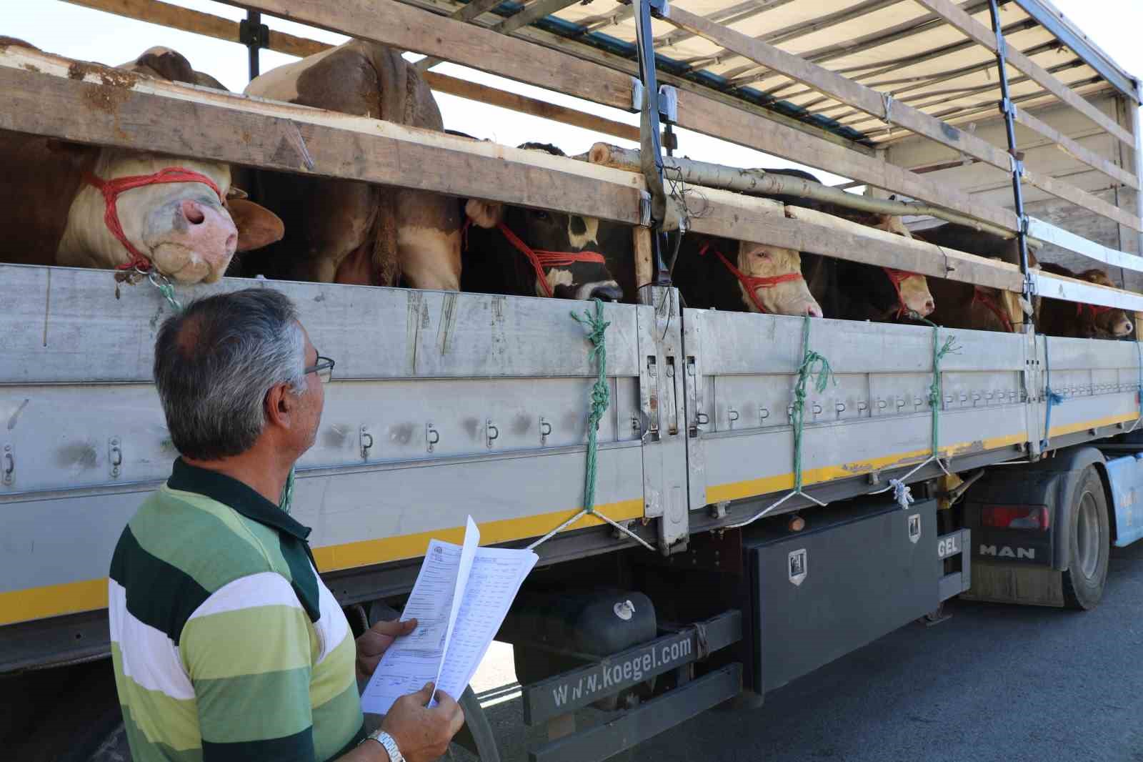 DOĞU’DA KURBANLIK SEVKİYATINA SIKI DENETİM