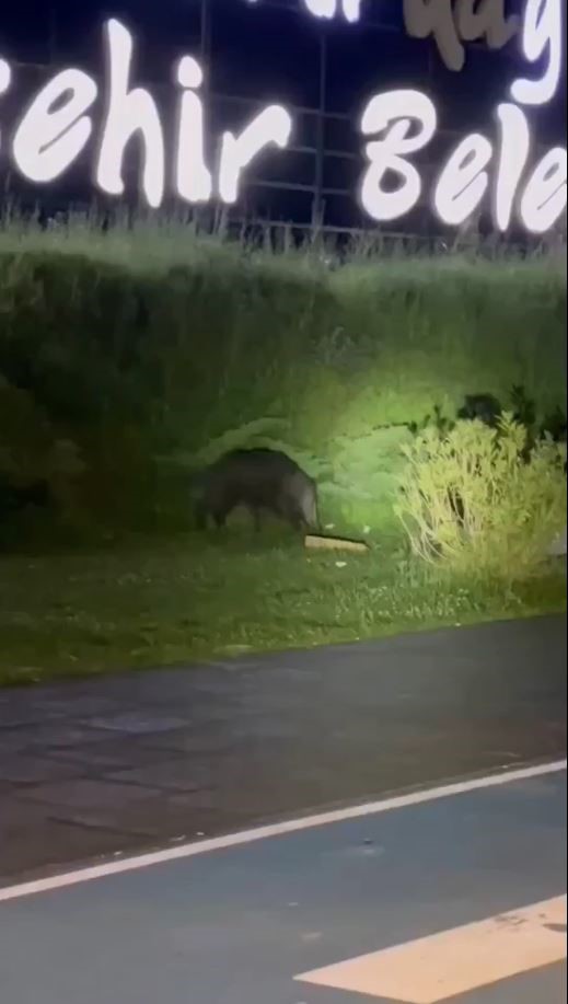 GEÇTİĞİMİZ HAFTALARDA KENT PARK’TA VATANDAŞLAR TARAFINDAN GÖRÜNTÜLENEN YABAN DOMUZUNUN BİR