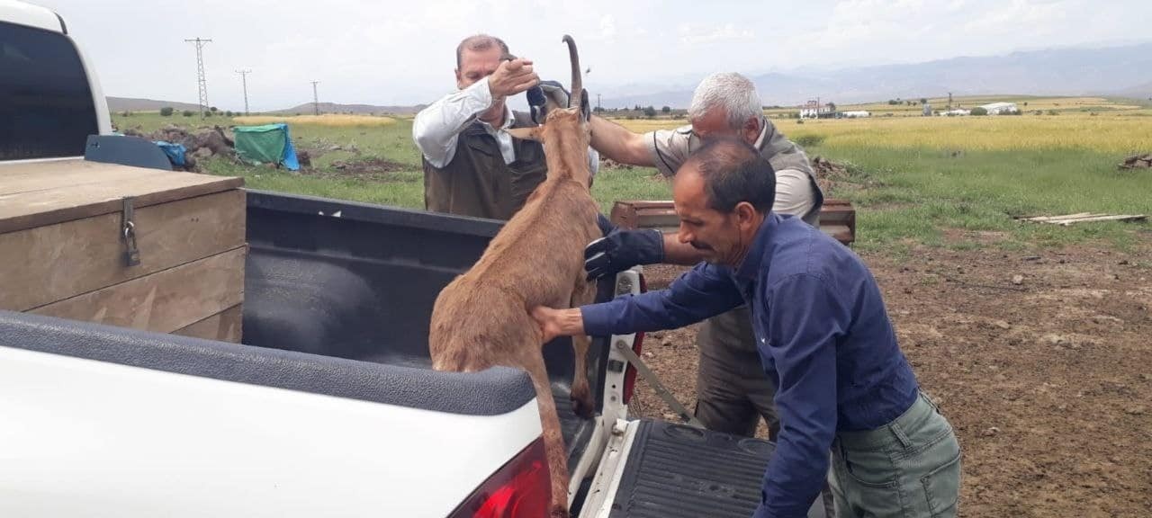 ELAZIĞ’DA VATANDAŞLAR TARAFINDAN ARAZİDE BİTKİN HALDE BULUNAN DAĞ KEÇİSİ, FIRAT