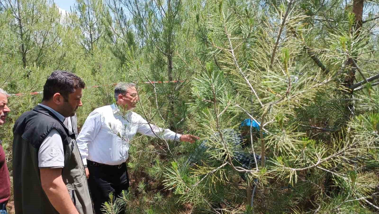 ELAZIĞ’DA ORMAN BÖLGE MÜDÜRLÜĞÜ EKİPLERİ TARAFINDAN ÇATALHARMAN KÖYÜNDE BULUNAN KIZILÇAM
