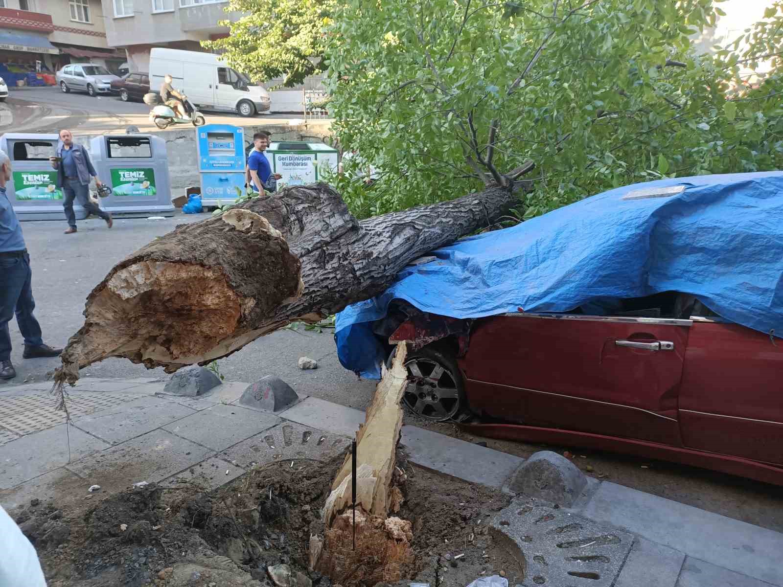 ESENLER'DE 10 METRE UZUNLUĞUNDAKİ CEVİZ AĞACI, KÖKLERİNİN ÇÜRÜMESİ SONUCU PARK