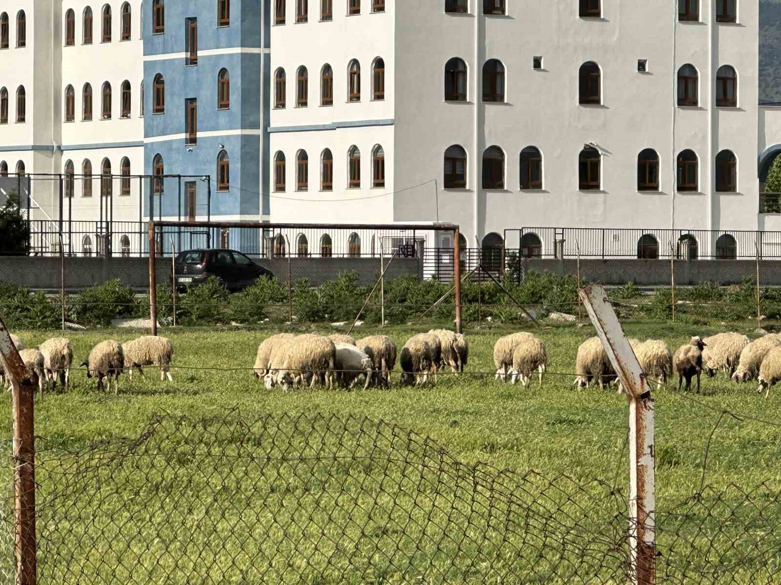 ESKİŞEHİR MUTTALİP MAHALLESİ’NDE UZUN ZAMANDIR KULLANILMAYAN BİR FUTBOL SAHASI KOYUNLARIN