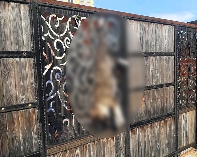 TURGUTLU CUMHURİYET BAŞSAVCILIĞINDAN EVİN KAPISINA ASILI BULUNAN KÖPEKLE İLGİLİ AÇIKLAMA