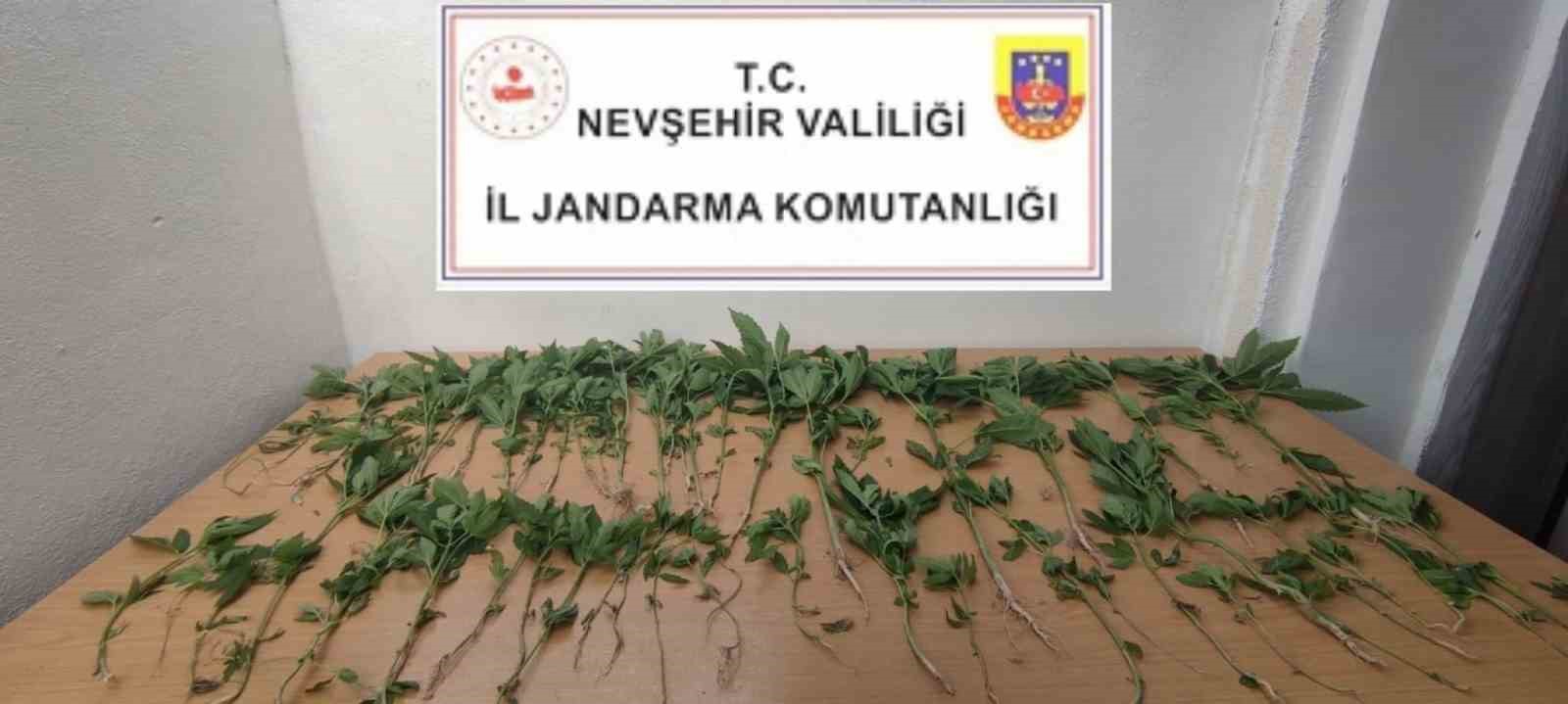 NEVŞEHİR’DE HİNT KENEVİRİ YETİŞTİREN BİR ŞAHIS GÖZALTINA ALINDI.