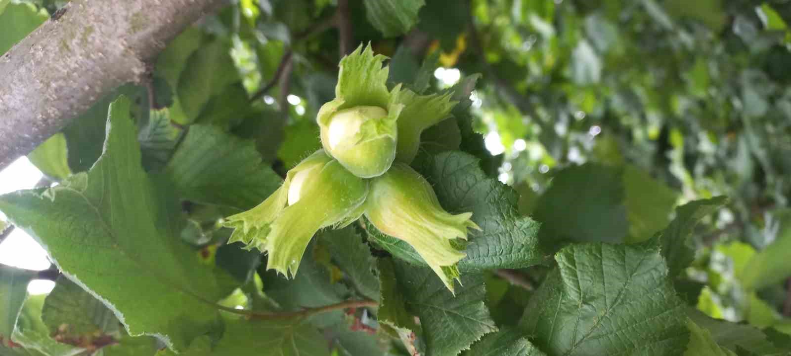 DÜZCE TARIM VE ORMAN MÜDÜRLÜĞÜ FINDIKTA HIZLI BİR ŞEKİLDE YAYILMAYA