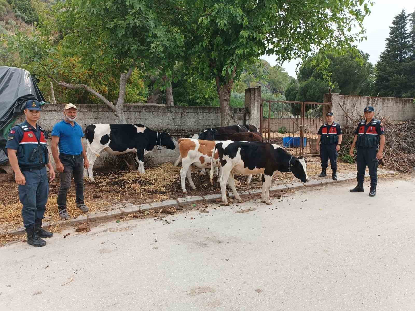 AYDIN'IN SÖKE İLÇESİNDE KAYIP BAŞVURUSU YAPILAN 6 ADET BÜYÜKBAŞ HAYVANI