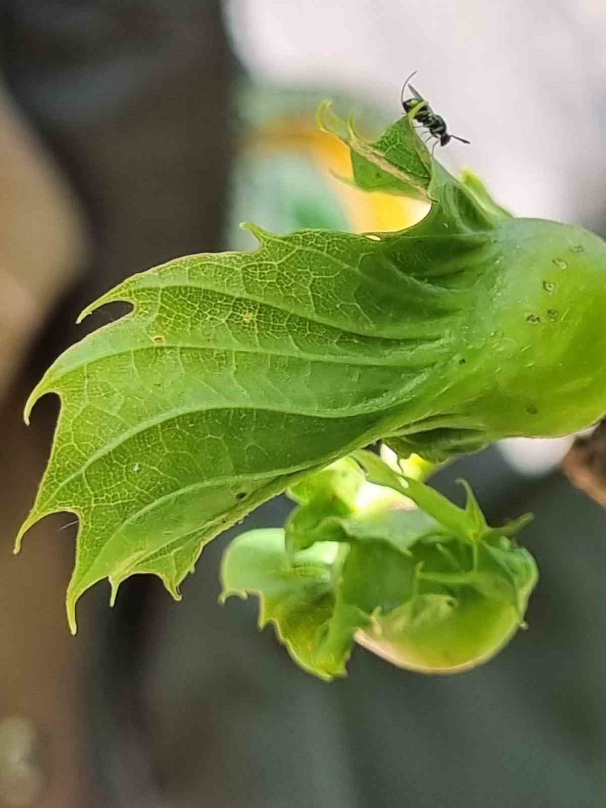 KESTANE BALI ÜRETİMİNİ OLUMSUZ YÖNDE ETKİLEN GAL ARASI İLE MÜCADELE