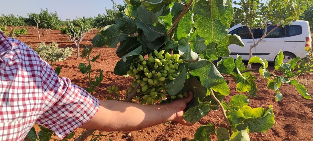 ANTEP FISTIĞI AĞACI İKİNCİ SENESİNDE FISTIK VERMESİYLE GÖRENLERİ HAYRETE DÜŞÜRDÜ.