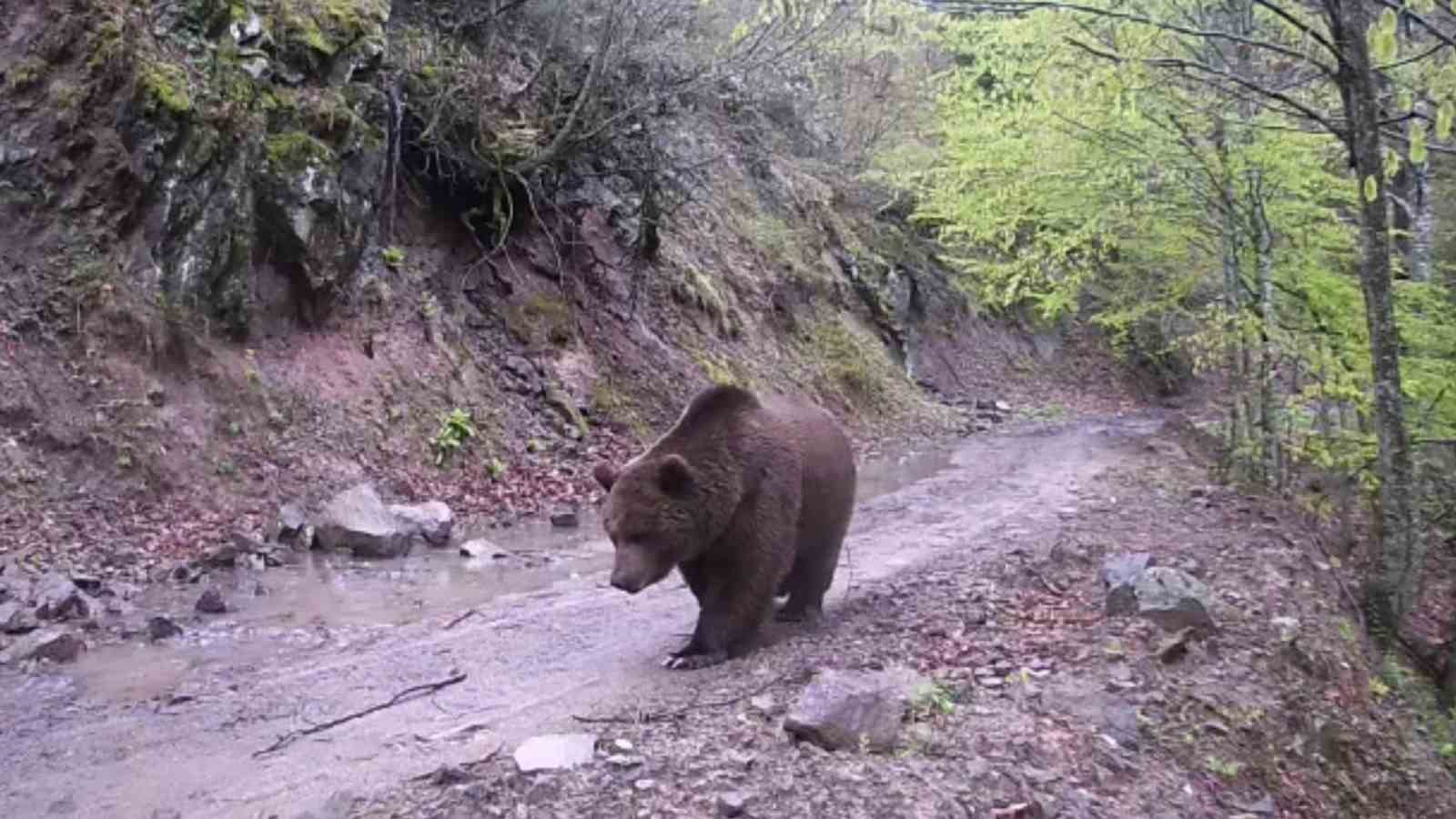 BALIKESİR'İN GÖNEN İLÇESİNDE ORMANDA KURULAN FOTOKAPANA AYILAR YAKALANDI. AYRICA, FOTOKAPANA