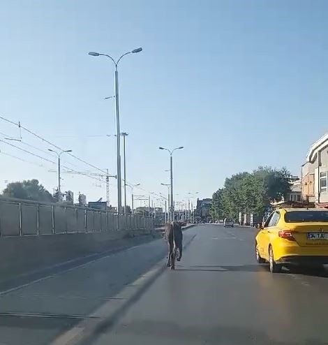 GÜNGÖREN’DE SAHİBİNİN ELİNDEN KAÇAN KURBANLIĞIN TRAFİKTE KOŞMA ANLARI CEP TELEFONU