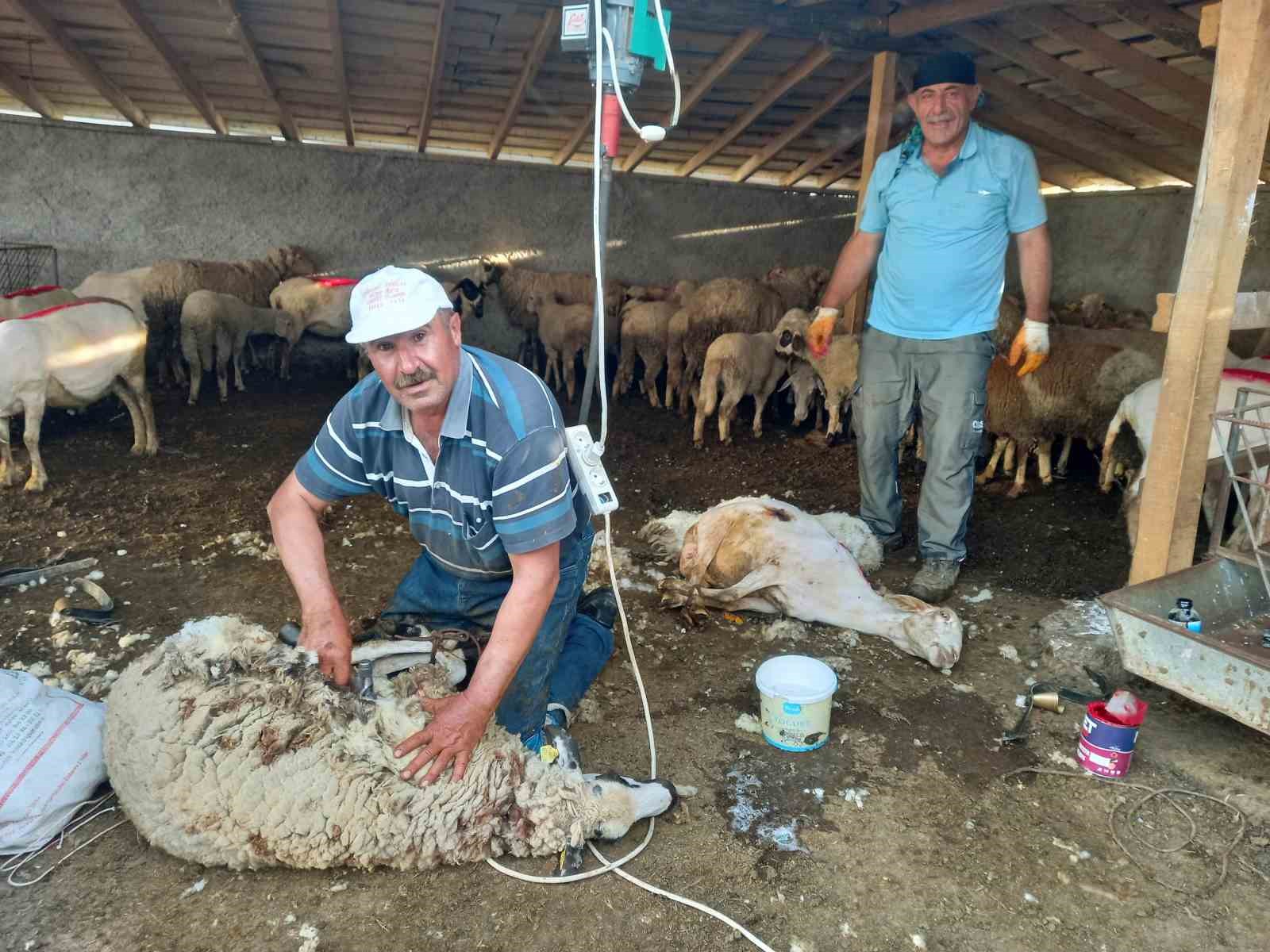 GÜNYÜZÜ' NDE KOYUN KIRKIM SEZONU BAŞLADI