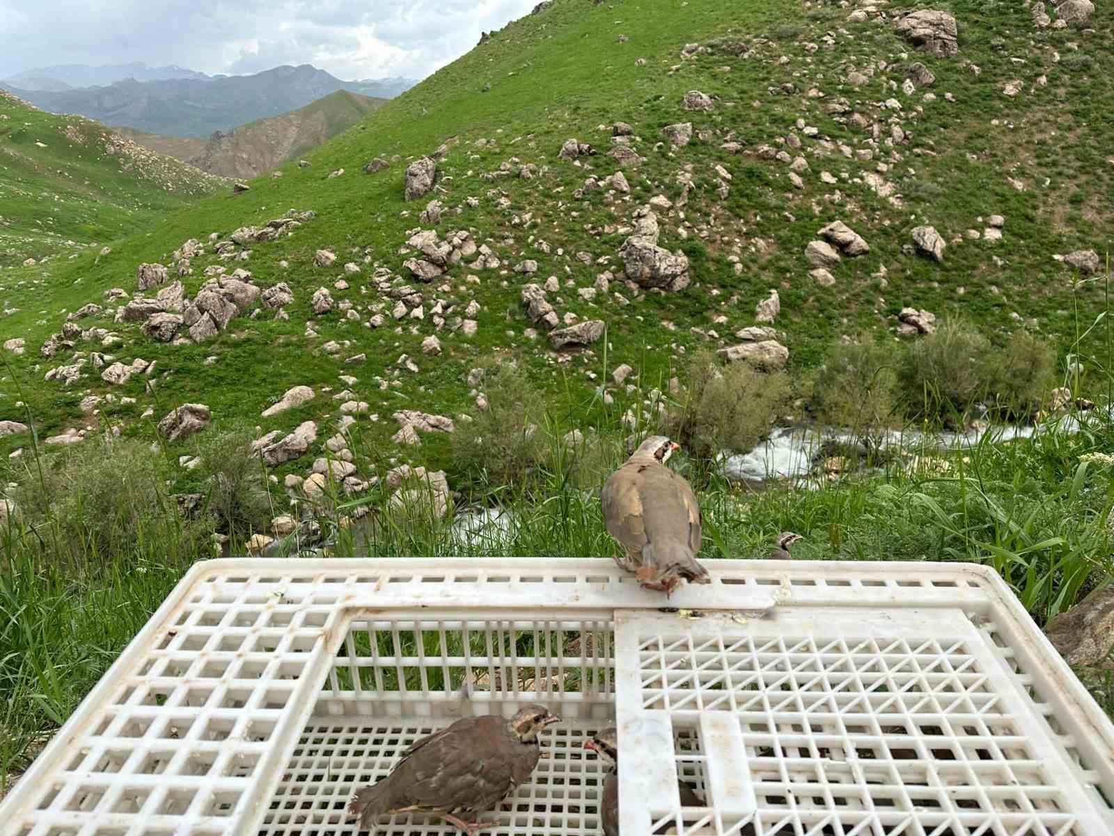 HAKKARİ'DE "DOĞAYA KANATLI YABAN HAYVANI YERLEŞTİRME PROGRAMI" ÇERÇEVESİNDE 650 KINALI
