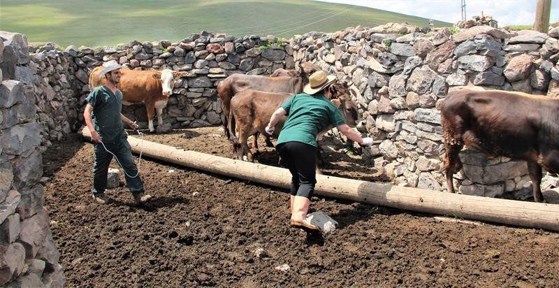HAYVAN AŞILAMA VE KÜPELEME ÇALIŞMALARI DEVAM EDİYOR