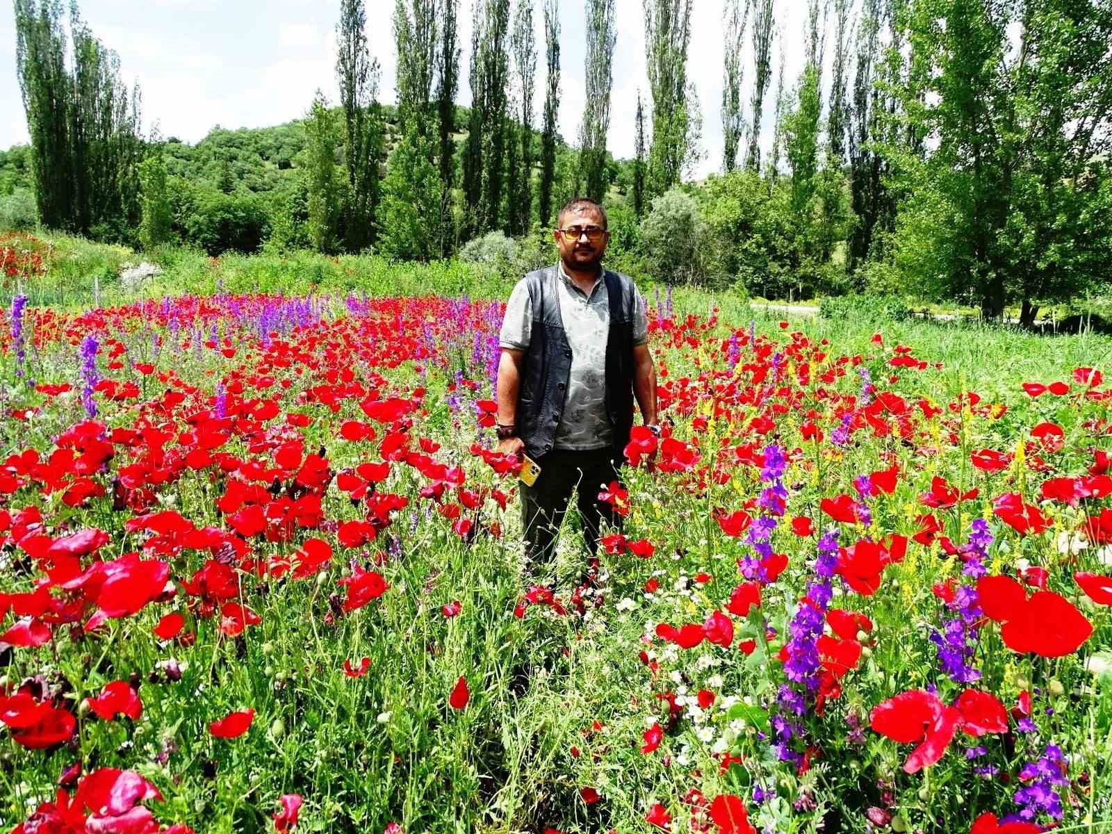 HİSARCIK’TA AÇAN GELİNCİKLER TARLALARI KIRMIZIYA BOYADI