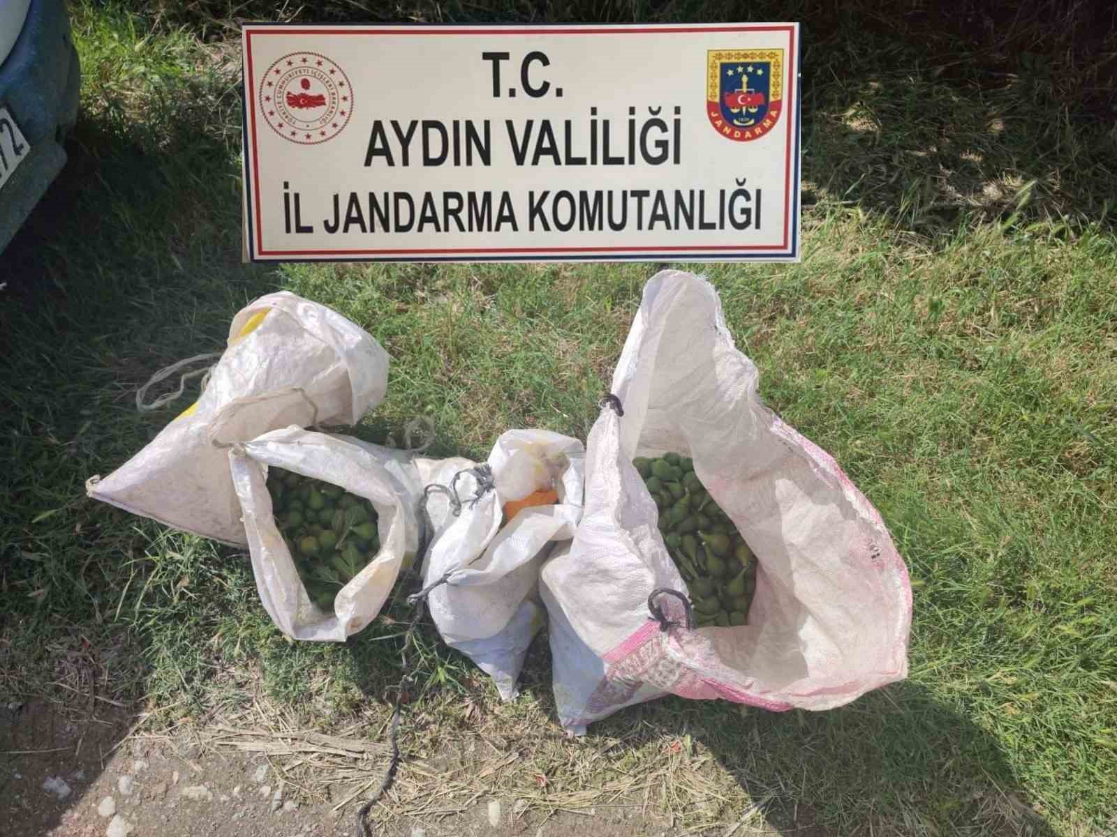 İĞLEK HIRSIZLARINI JANDARMA YAKALADI