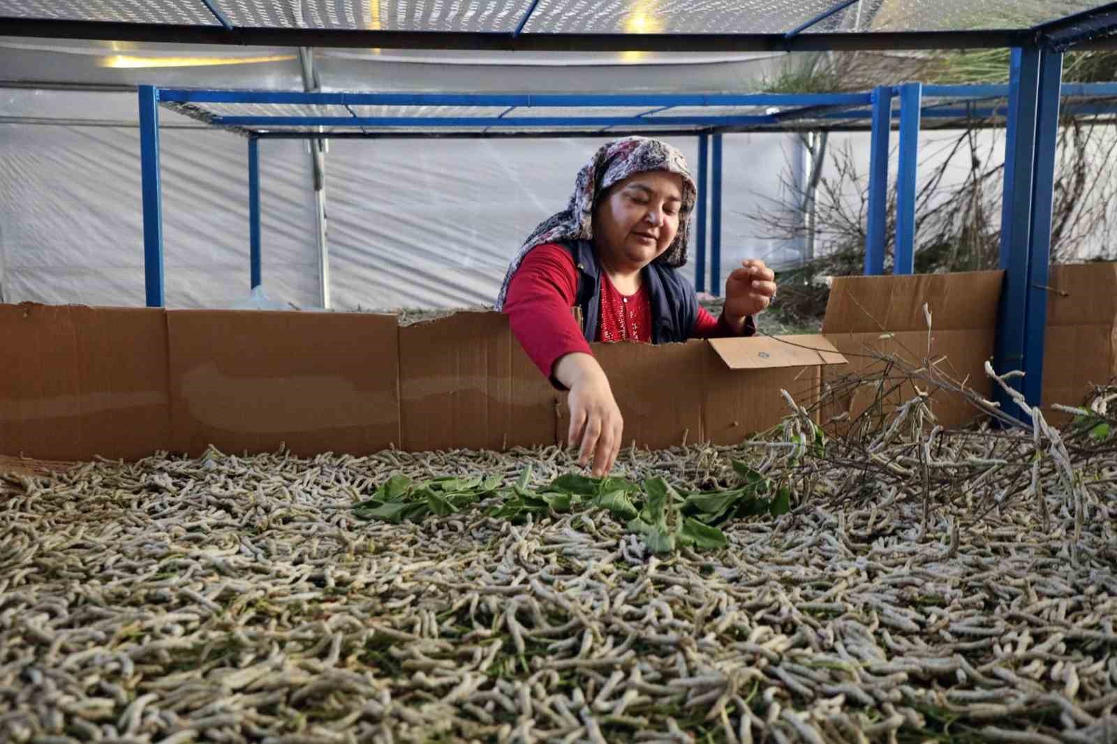 MUĞLA BÜYÜKŞEHİR BELEDİYESİ İPEKBÖCEKÇİLİĞİ PROJESİ İLE GELENEKSEL ÜRETİMİ DESTEKLEYEREK KADINLARIN