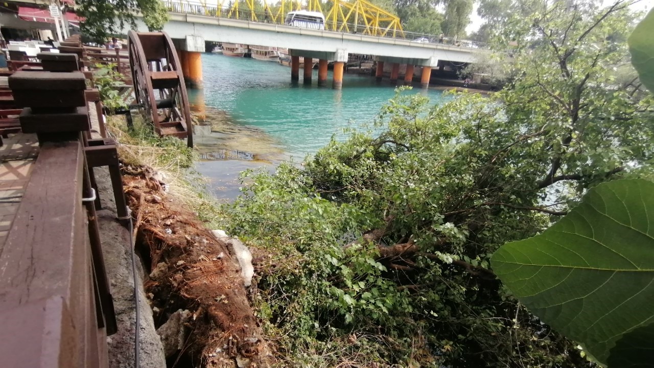 ANTALYA'NIN MANAVGAT İLÇESİNDE  YAŞLI KARACAAĞAÇ, ŞİDDETLİ RÜZGARA DİRENEMEYEREK MANAVGAT