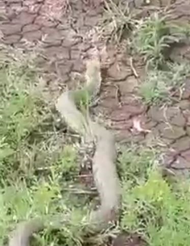Isırığı bir insanı öldürmeye yeten koca engerek yılanı görüntülendi ELAZIĞ’DA TÜRKİYE'NİN EN ZEHİRLİ TÜRLERİNDEN BİR TANESİ OLAN KOCA ENGEREK