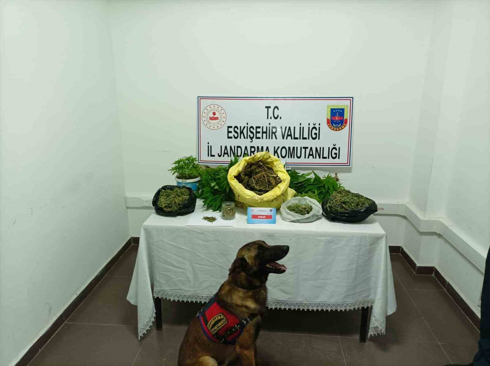 ESKİŞEHİR’DE JANDARMA EKİPLERİ TARAFINDAN DÜZENLENEN UYUŞTURUCU OPERASYONUNDA 224 KÖK KENEVİR