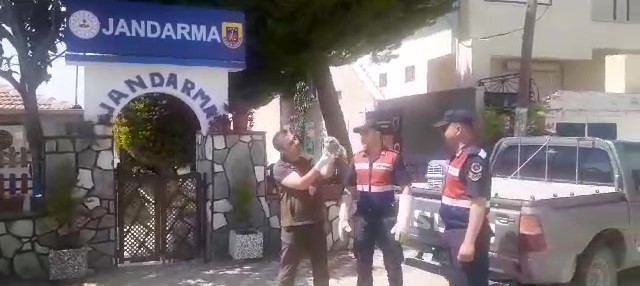 YARALI BAYKUŞ DOĞA KORUMA VE MİLLİ PARKLAR YETKİLİLERİNE TESLİM EDİLDİ