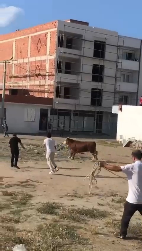 BURSA’DA SAHİBİNİN ELİNDEN KAÇAN KURBANLIK BOĞA ORTALIĞI BİRBİRİNE KATTI.