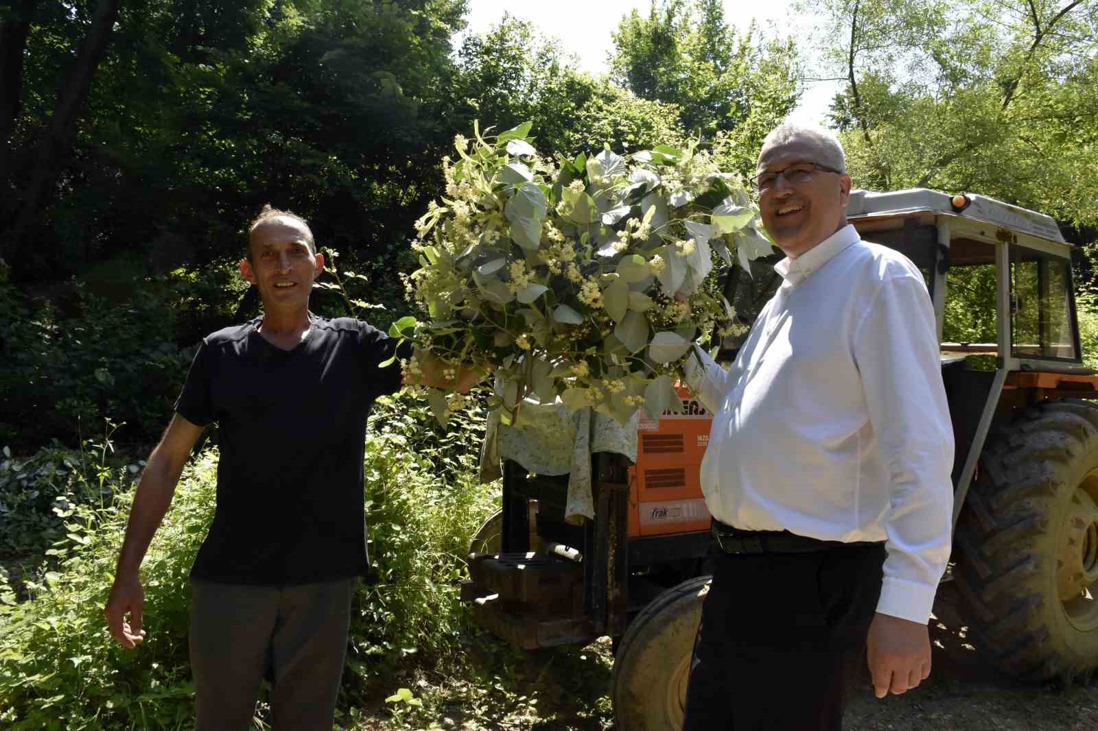 KARACABEY’DE, HER YIL ORMAN KÖYLERİNİN MERAKLA BEKLEDİĞİ IHLAMUR HASADI SONUNDA