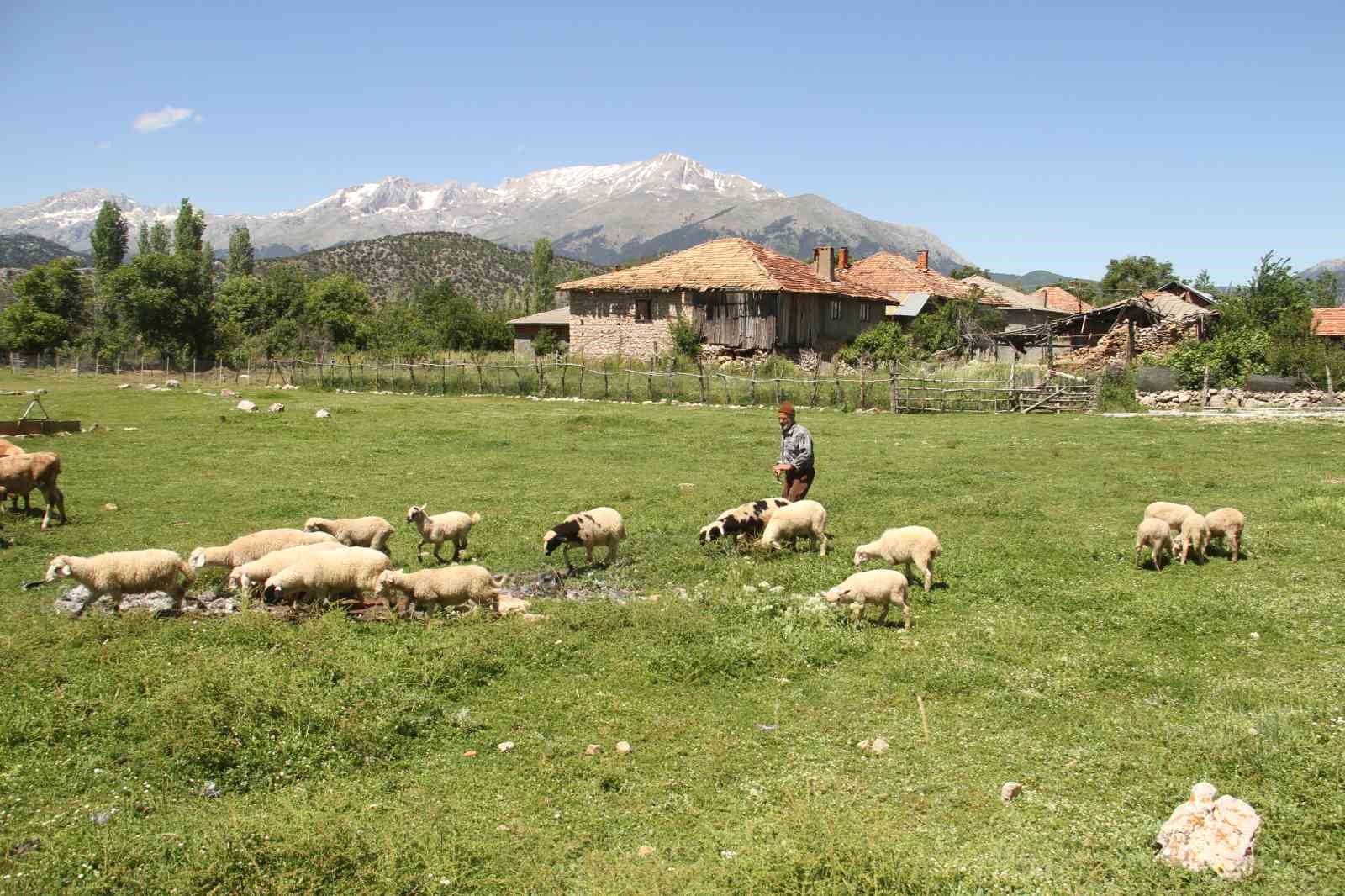 YAĞMURLU HAVALARIN HÜKÜM SÜRMEYE DEVAM ETMESİ KÜÇÜK VE BÜYÜKBAŞ YETİŞTİRİCİLİĞİ